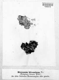 Stereum hirsutum image